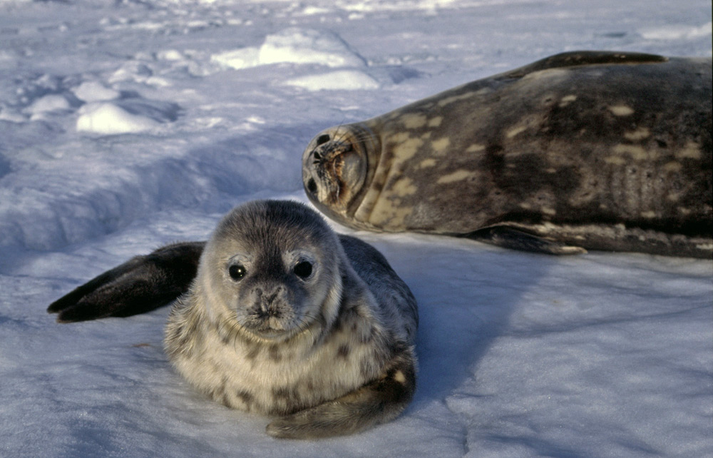 Weddell Seal Adaptations   Mother Pup Lg2 